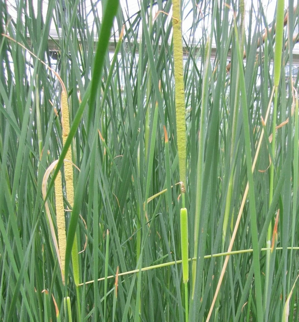 Roots Plants Rushes Medium Bulrush | Typha Gracilis 5 Roots Plants Rushes Medium Bulrush | Typha Gracilis