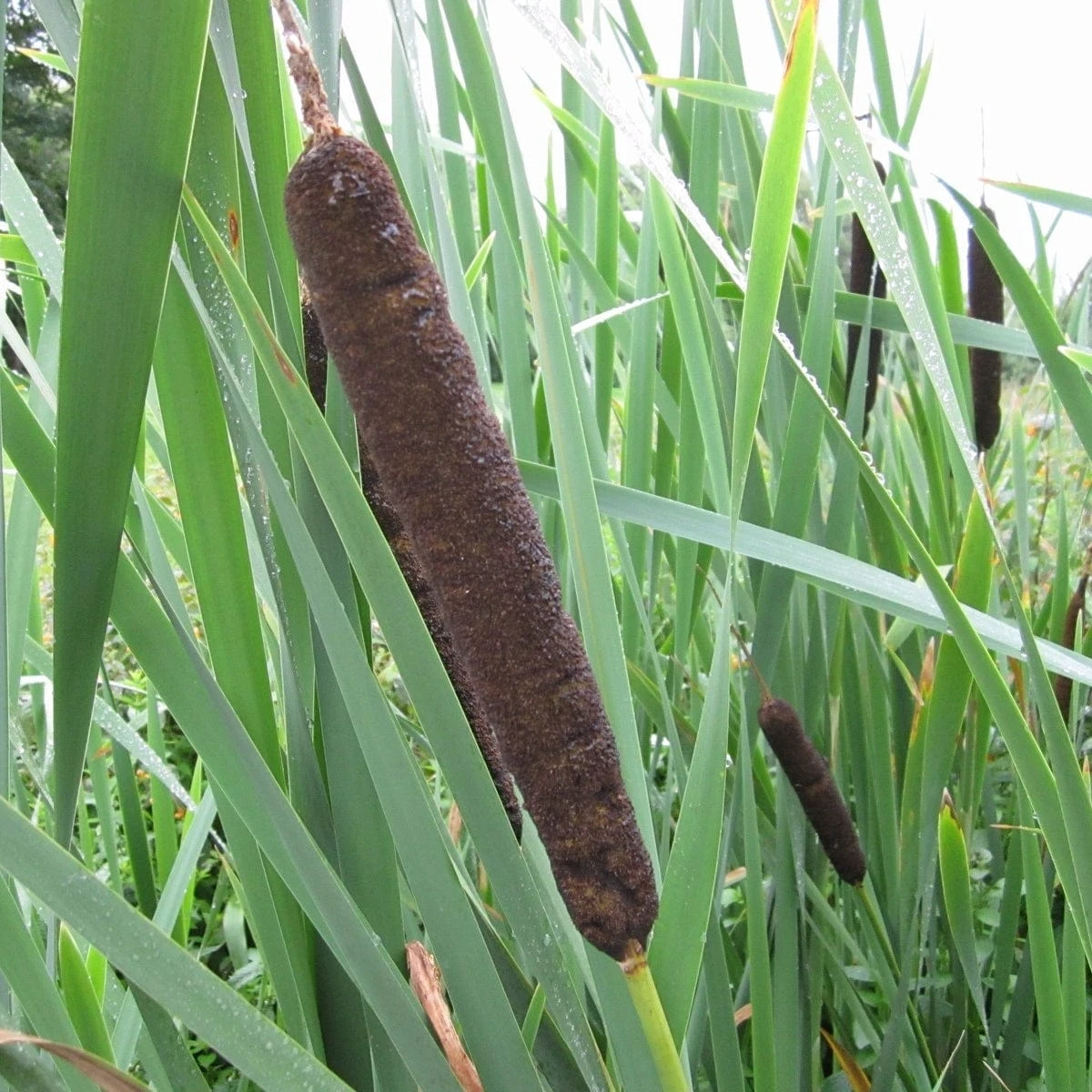 Roots Plants Common Bulrush | Typha Latifolia 3 Roots Plants Common Bulrush | Typha Latifolia