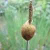 Roots Plants Miniature Bulrush | Typha Minima