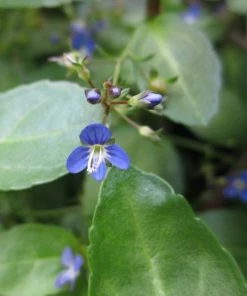 Roots Plants Water Pimpernel | Veronica Beccabunga All Pond Plants