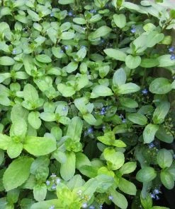Roots Plants Water Pimpernel | Veronica Beccabunga All Pond Plants