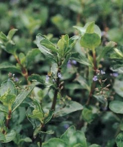 Roots Plants Water Pimpernel | Veronica Beccabunga All Pond Plants