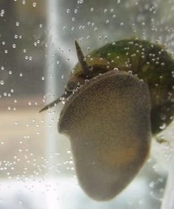 Roots Plants 5 Trapdoor Snails (Viviparus Viviparus)