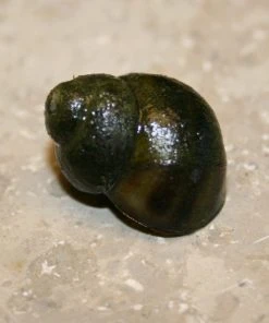 Roots Plants 5 Trapdoor Snails (Viviparus Viviparus)