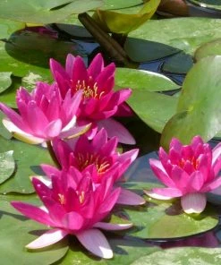 Roots Plants Dwarf Water Lily | Nymphaea Xiafei Trees For Small Gardens