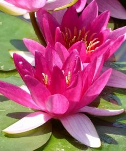 Roots Plants Dwarf Water Lily | Nymphaea Xiafei Trees For Small Gardens