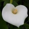 Roots Plants Arum Lily 'Crowborough'