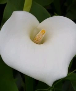 Roots Plants Arum Lily 'Crowborough'