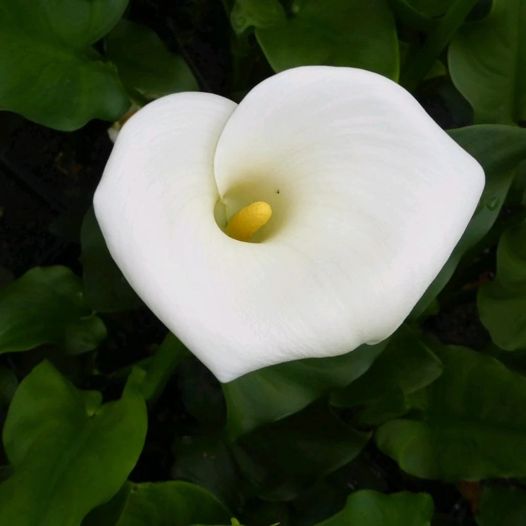 Roots Plants Arum Lily 'Crowborough' 9 Roots Plants Arum Lily 'Crowborough'