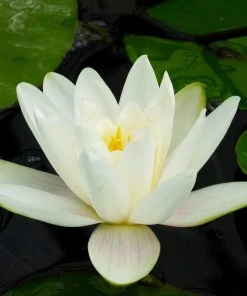 Roots Plants Water Lily | Nymphaea Albatross