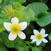 Roots Plants White Marsh Marigold | Caltha Palustris Alba