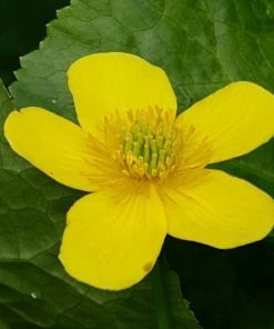 Roots Plants Marsh Marigold | Caltha Palustris
