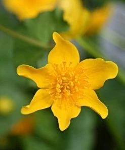 Roots Plants Marsh Marigold | Caltha Palustris