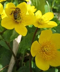 Roots Plants Marsh Marigold | Caltha Palustris