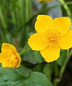 Roots Plants Marsh Marigold | Caltha Palustris