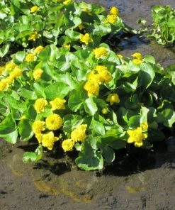 Roots Plants Swamp Marsh Marigold | Caltha Palustris 'Plena' 7 Roots Plants Swamp Marsh Marigold | Caltha Palustris 'Plena'