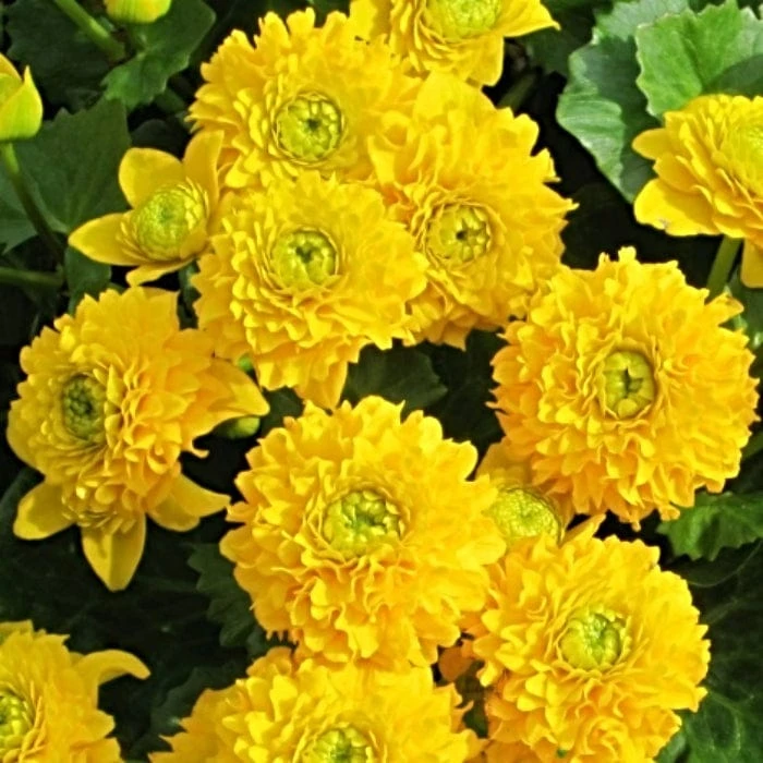 Roots Plants Swamp Marsh Marigold | Caltha Palustris 'Plena' 3 Roots Plants Swamp Marsh Marigold | Caltha Palustris 'Plena'