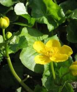 Roots Plants Giant Marsh Marigold | Caltha Palustris Polypetala
