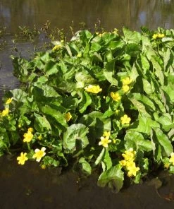 Roots Plants Giant Marsh Marigold | Caltha Palustris Polypetala