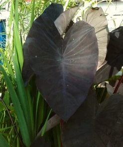 Roots Plants All Pond Plants Colocasia Rubra Black Magic | Elephant Ear Plant