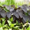 Roots Plants All Pond Plants Colocasia Rubra Black Magic | Elephant Ear Plant