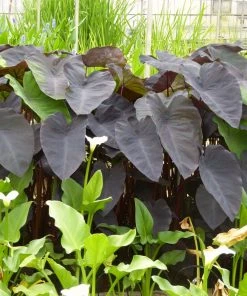 Roots Plants All Pond Plants Colocasia Rubra Black Magic | Elephant Ear Plant