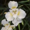 Roots Plants Iris Sibirica 'Snow Queen'