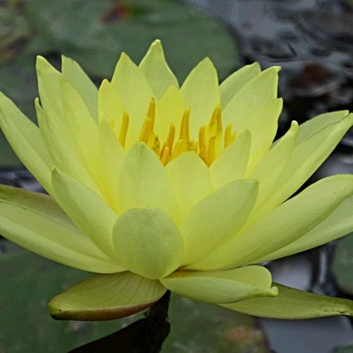 Roots Plants Water Lily | Nymphaea Lemon Mist 3 Roots Plants Water Lily | Nymphaea Lemon Mist