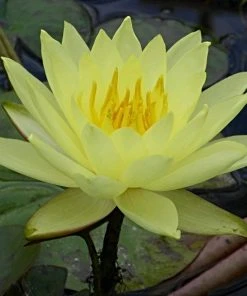 Roots Plants Water Lily | Nymphaea Lemon Mist