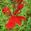 Roots Plants Lobelia Cardinalis | Cardinal Flower All Pond Plants