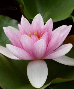 Roots Plants Water Lily | Nymphaea Mrs Richmond