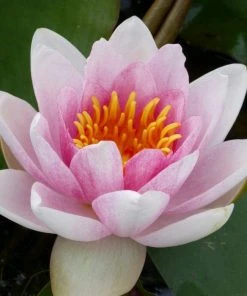 Roots Plants Water Lily | Nymphaea Mrs Richmond