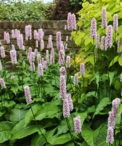 Roots Plants Dragonwort | Persicaria Bistorta All Pond Plants
