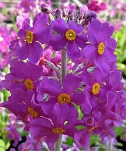 Roots Plants All Pond Plants Bee's Primula | Primula Beesiana