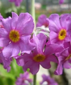 Roots Plants All Pond Plants Bee's Primula | Primula Beesiana