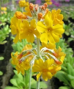 Roots Plants All Pond Plants Bee's Primula | Primula Beesiana