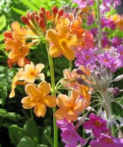 Roots Plants All Pond Plants Bulley's Primrose | Primula Bulleyana