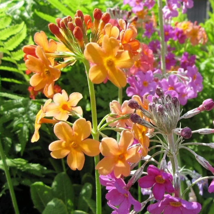 Roots Plants All Pond Plants Bulley's Primrose | Primula Bulleyana 4 Roots Plants All Pond Plants Bulley's Primrose | Primula Bulleyana