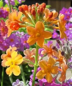 Roots Plants All Pond Plants Bulley's Primrose | Primula Bulleyana 7 Roots Plants All Pond Plants Bulley's Primrose | Primula Bulleyana