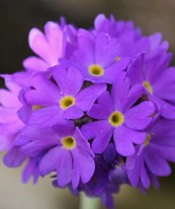 Roots Plants Drumstick Primula | Primula Denticulata All Pond Plants