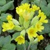 Roots Plants All Pond Plants Cowslip | Primula Veris