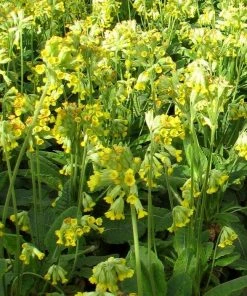 Roots Plants All Pond Plants Cowslip | Primula Veris