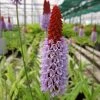 Roots Plants Orchid Primrose | Primula Vialii All Pond Plants 2 Roots Plants Orchid Primrose | Primula Vialii All Pond Plants