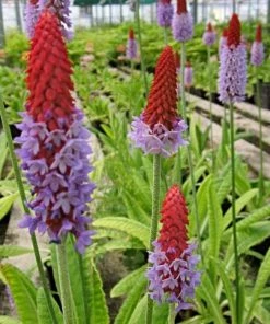 Roots Plants Orchid Primrose | Primula Vialii All Pond Plants