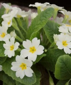 Roots Plants Wild Primrose | Primula Vulgaris