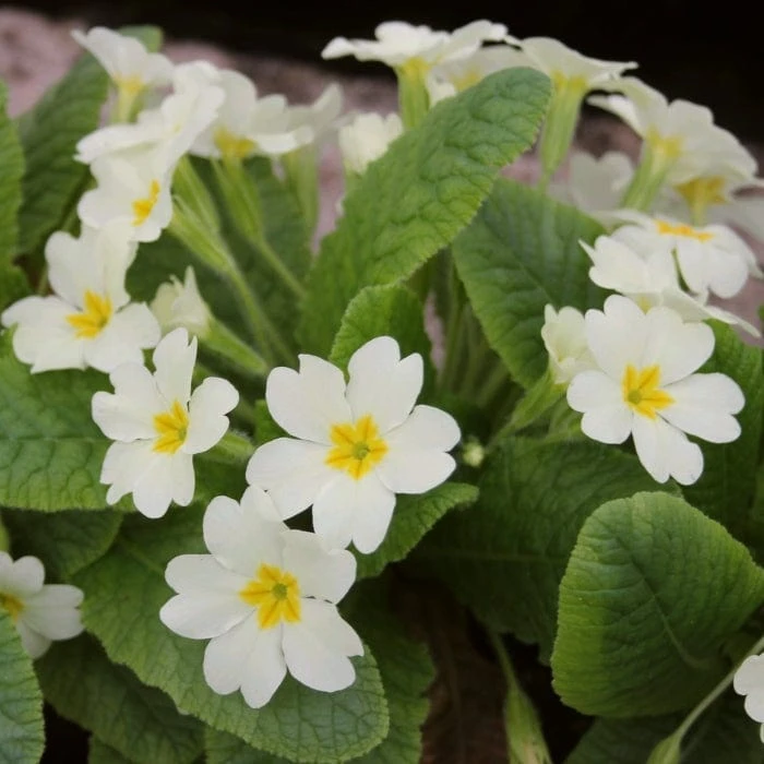 Roots Plants Wild Primrose | Primula Vulgaris 4 Roots Plants Wild Primrose | Primula Vulgaris