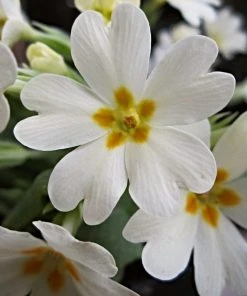 Roots Plants Wild Primrose | Primula Vulgaris 7 Roots Plants Wild Primrose | Primula Vulgaris