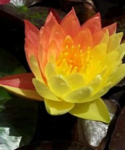 Roots Plants Variegated Water Lily | Nymphaea Wanvisa