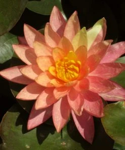 Roots Plants Variegated Water Lily | Nymphaea Wanvisa