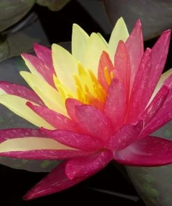 Roots Plants Variegated Water Lily | Nymphaea Wanvisa